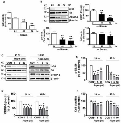 PI3K-mTOR-S6K Signaling Mediates Neuronal Viability via Collapsin Response Mediator Protein-2 Expression